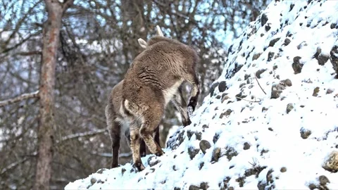 Young Alpine Ibex Play Fighting – 4K Cinematic Wildlife Stock-Footage 321508885