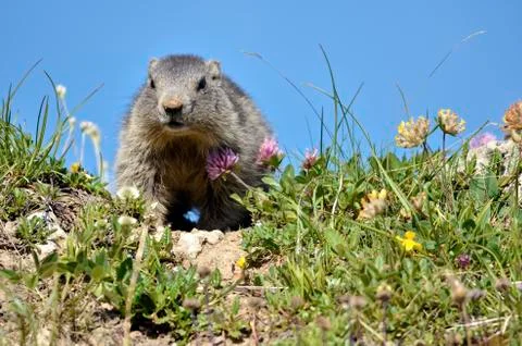 Young Alpine marmot Stock Photos