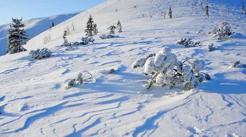 Young alpine pine tree in the icy captivity of snow in the Carpathian mountains Stock Photos