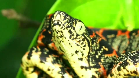 Young Amazonian Tree Boa (Corallus hortulanus) Stock Footage 161944434
