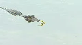 Young American Alligator Eats A Dragon Fly HD Footage