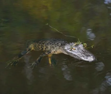 Young american alligator Stock Photos
