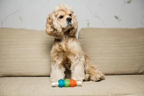 Young American cocker spaniel Stock Photos