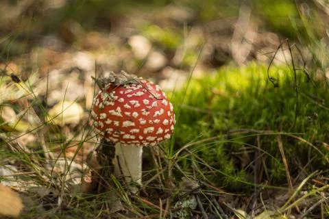 Young Amonita Muscaria (fly-agaric) in the autumn forest on the sunny day Stock Photos
