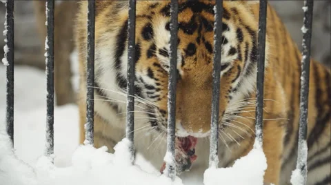 Young amur tiger eats in the zoo Video stock 57804400