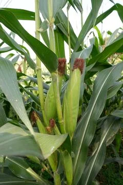 Young and green corn on the tree Stock Photos