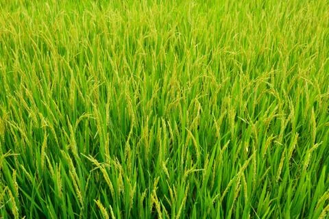 Young and green rice sprouts with yellowish rice ears in rural area. Stock Photos