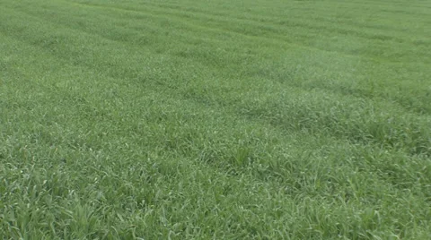 Young and green wheat in spring Stock-Footage 36987890