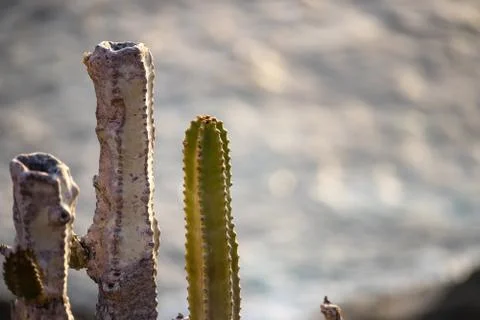 Young and old cactus on unsharp sea background Stockfoto's