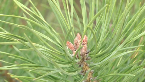Young and old cones on a green pine branch Video stock 247274943