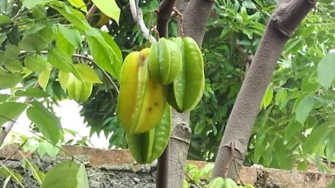 Young and old starfruit or carambola fruit on the tree Stock Footage 122061998
