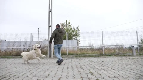 Young and professional trainer exercising jumping and object biting with a do Stock Footage 84766248
