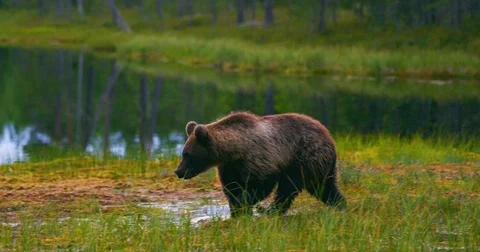 Young and scared brown bear cub running free in a swamp Stock Footage 79618015