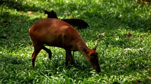 Young and scared deer eating in the forest Stock Footage 4855312