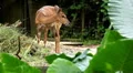Young and scared deer eating in the forest HD Footage