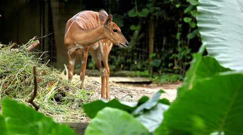 Young and scared deer eating in the forest Stock Footage 4860901