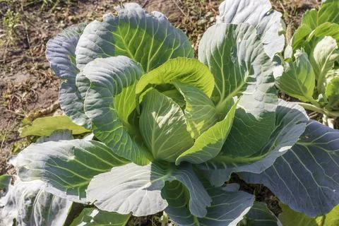 A young and small cabbage roll grows in a field Stock Photos