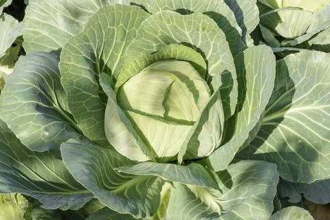 A young and small cabbage roll grows in a field Stock Photos