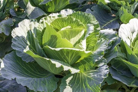 A young and small cabbage roll grows in a field Stock Photos