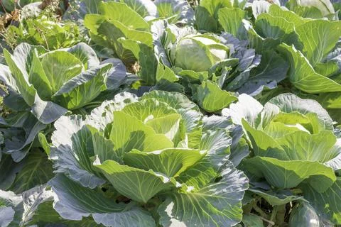A young and small cabbage roll grows in a field Stock Photos