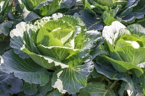 A young and small cabbage roll grows in a field Stock Photos
