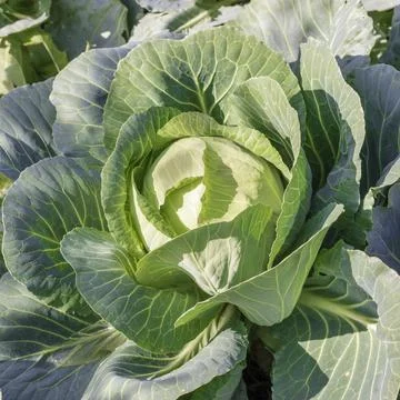 A young and small cabbage roll grows in a field Stock Photos