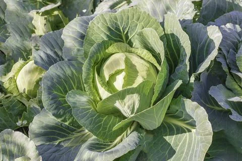 A young and small cabbage roll grows in a field Stock Photos
