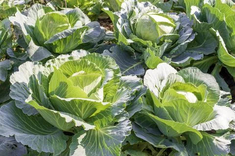 A young and small cabbage roll grows in a field Stock Photos