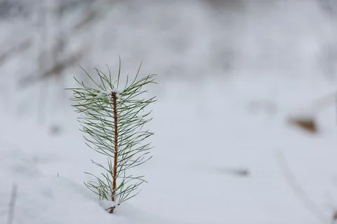 Young and small pine tree in moor in Bavaria in winter with snow-covered land Foto stock