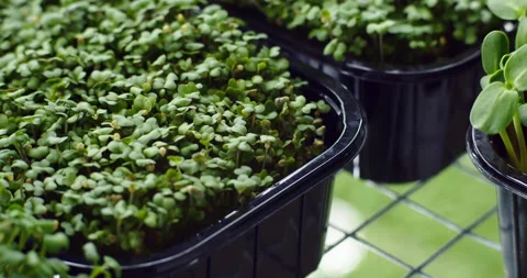 Young and small sprouts of arugula Stock Footage 153100702