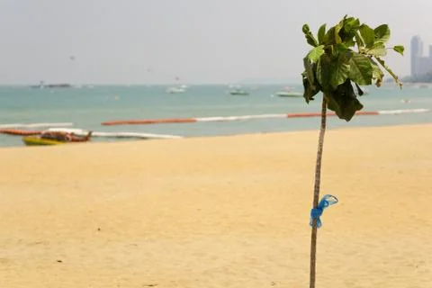A young and small tree in front of the beach of Pattaya,Thailand Stock Photos