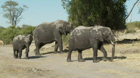 Young angry elephant Stock Footage 361641