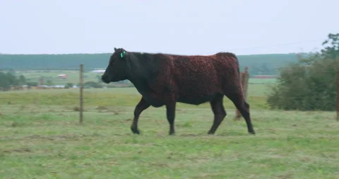 Young Angus cow Video stock 140475413