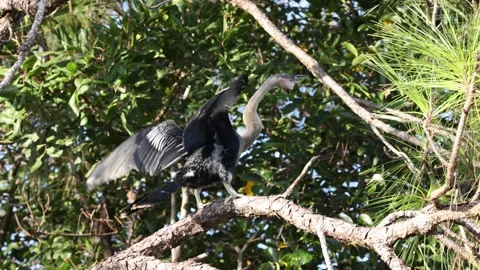 Young Anhinga Flapping its Wings Stock Footage 297773670