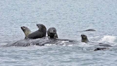 Young Antarctic fur seals playing on a rock at Gold Harbor on South Georgia. Stock Footage