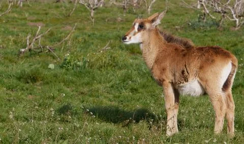 Young antelope in field Stock Photos