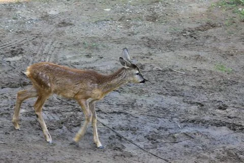 Young antelope Stock Photos