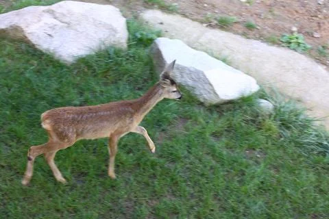 Young antelope Stock Photos