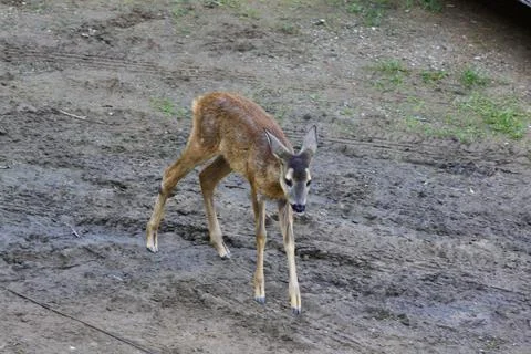 Young antelope Stock Photos