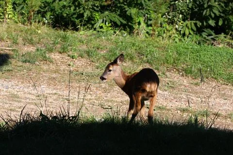 Young antelope Stock Photos