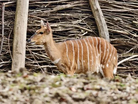 Young Antelope Remains Vigilant While Exploring Daytime Surroundings Near W.. Stock Photos
