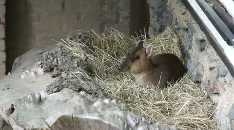 Young antelope at  Zoo Stock Footage 57509505