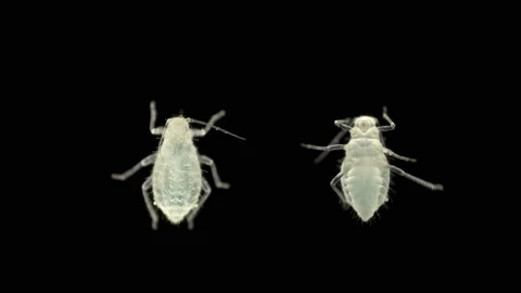 Young aphid under a microscope, an insect living on leaves of trees and shrubs Stock Footage 133123107