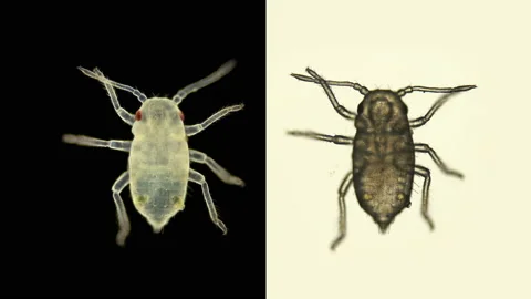 Young aphid under a microscope, an insect living on leaves of trees and shrubs Stock Footage 134478295