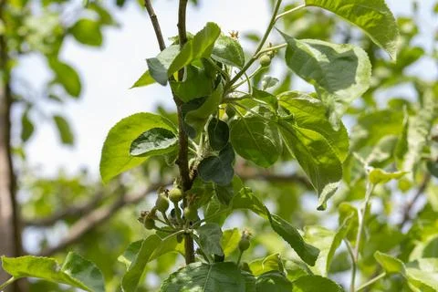 Young apple fruit developing on a branch in spring Stock Photos