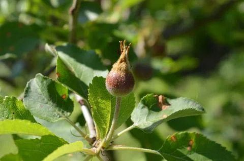 Young apple fruit developing on a tree branch during springtime in a lush Stock Photos