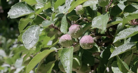 Young apple in garden Stock Footage 132471254