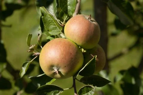 Young apple growing on tree Stock-Fotos