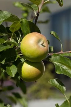 Young apple growing on tree Foto stock
