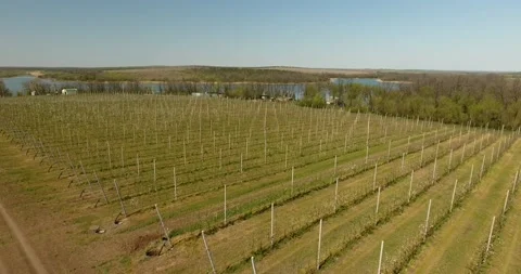 Young apple orchard from the air Stock Footage 130526166